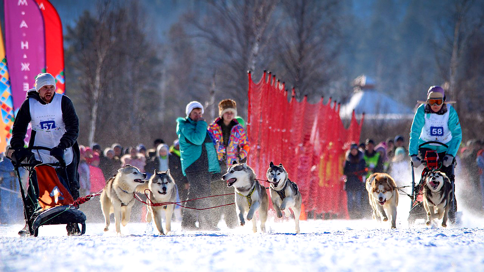 Соревнования на собачьих упряжках Алтай-Чарыш 2016