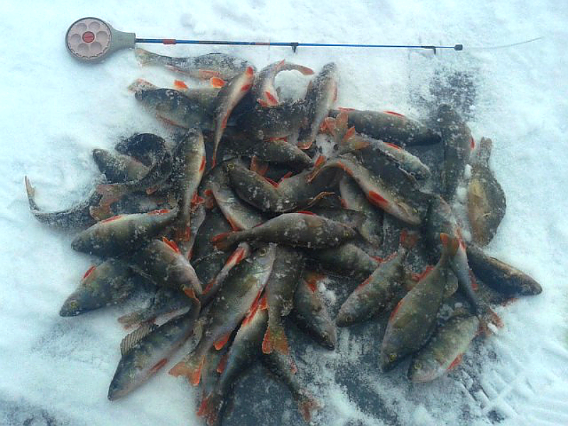 Какая рыба встречается на Алтае