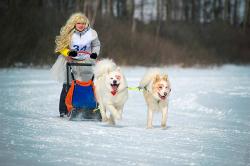 Горный Алтай : Гонки на собачьих упряжках «Алтай-драйв-2017» 