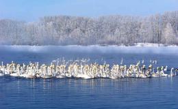 Алтайский край : Советский район :  Озеро «Лебединое» : Лебеди на зимовке