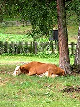Горный Алтай : Коровы в Аскате