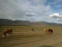 Горный Алтай : Алтаеведение : Курайская степь. Коровы едят пыль.