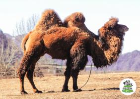 Горный Алтай : Лохматая ферма 