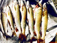 Рыбалка в Горном Алтае — хариус на реке Сумульта