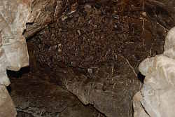 Горный Алтай : Пещеры Краснощековского района : Пещера Летучих мышей