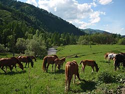 Горный Алтай : Велопоход «Два Алтая» : Лошадки