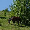Природа
